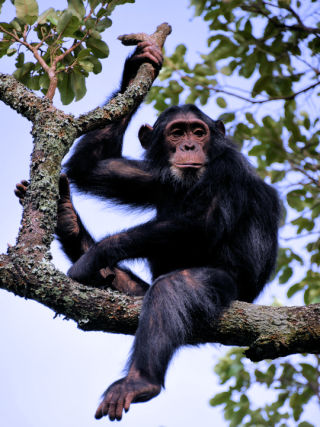 Chimp sur branche