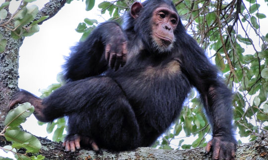 Chimp dominant ?