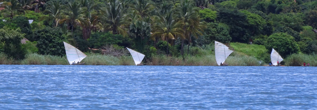 4 Dhows et forêt