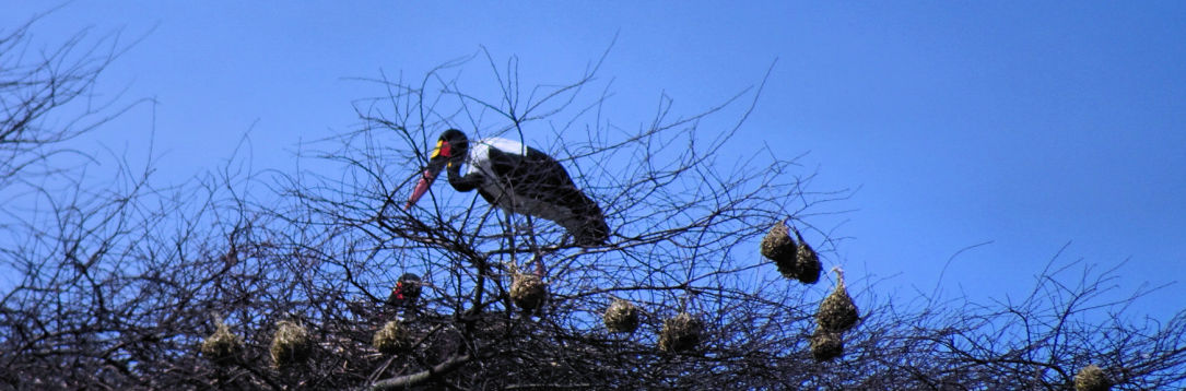 Jabiru sur l'arbre