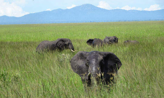 Elephants du Katavi