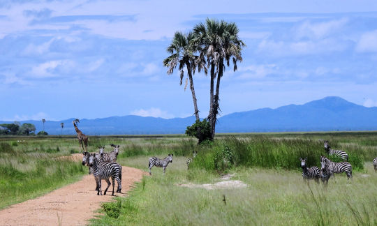 Girafe et zebre sur la piste