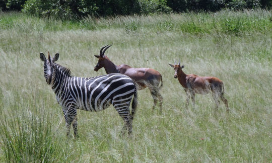 Zebre et Damalisque