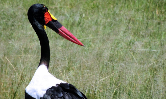 Jabiru Gros plan