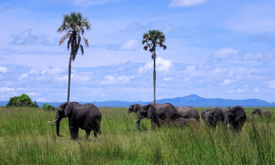 Katavi troupeau d'éléphants