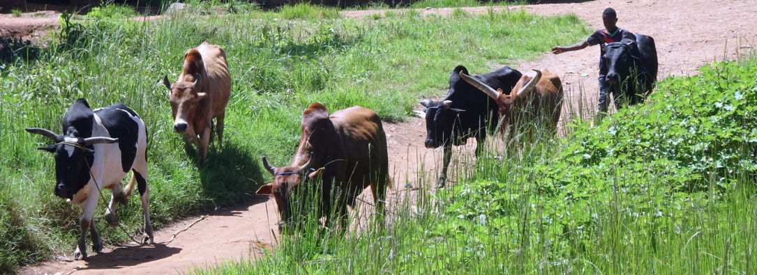 Vaches à cornes en lyre