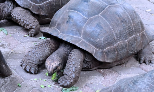 Tortue centenaire