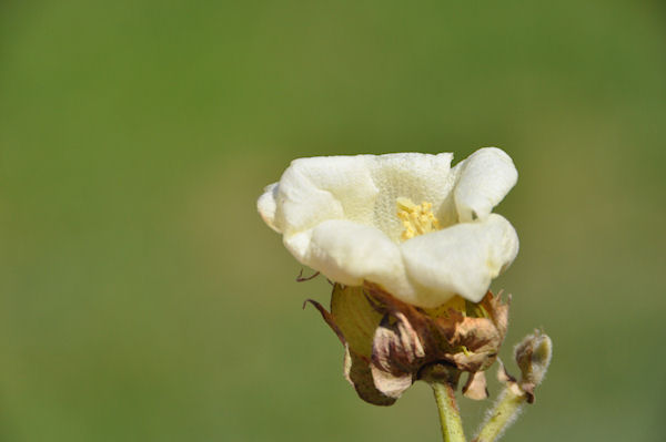 Fleur de coton