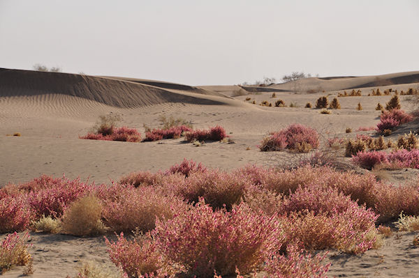 Désert de sable