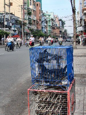 Hirondelles en cages