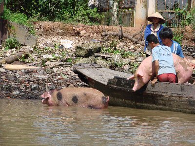 Lavage des cochons