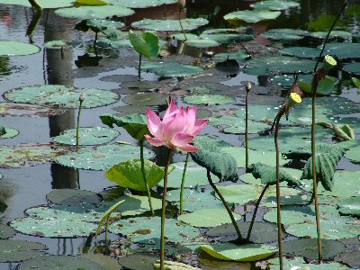 Lotus en fleur