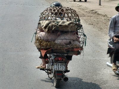 Transport de cochons