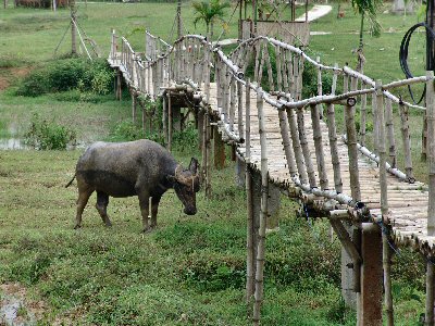 Passerelle et buffle