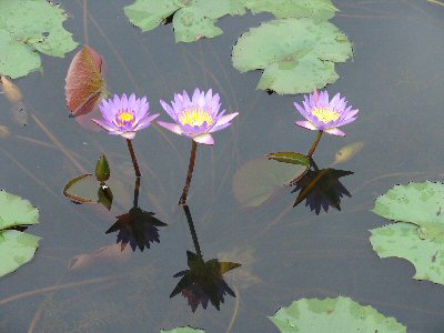 Fleurs de Lotus