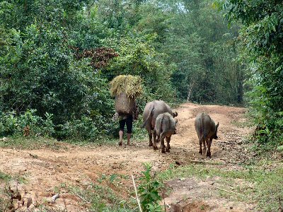 Buffles descendant le chemin