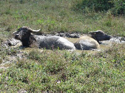 Buffles dans la rizière