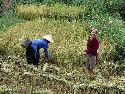 Fauchage du riz