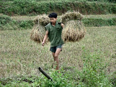 Jeune homme portant des gerbes de riz