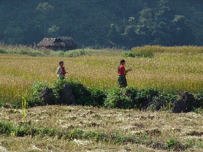 Femmes dans la rizire