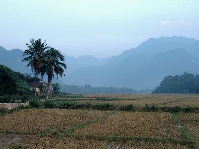 Paysage : montagnes et rizires