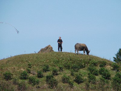 Buffle sur la butte