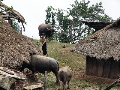 Ferme aux buffles