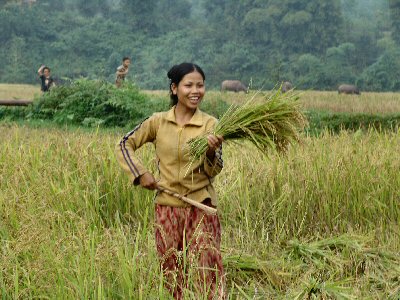 Jeune paysane et sa gerbe de riz