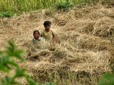 Enfants jouant dans la paille de riz