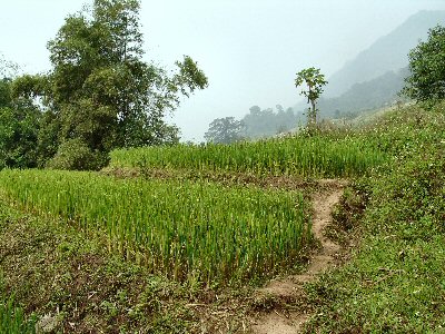 Chemin dans la rizire