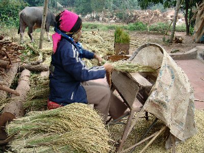 Femmes extrayant les grains de riz des pis